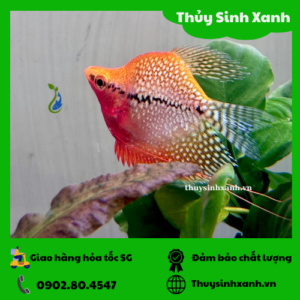 ca ma giap hoang kim