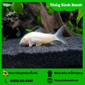 cá chuột trắng