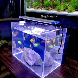 đèn led hồ cá