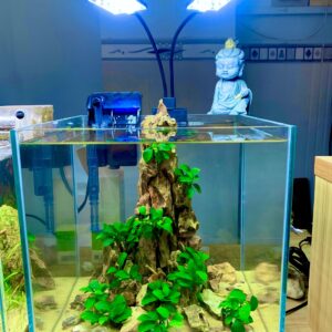 Hồ thủy sinh để bàn