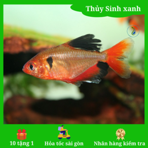 hong nhung vay dai