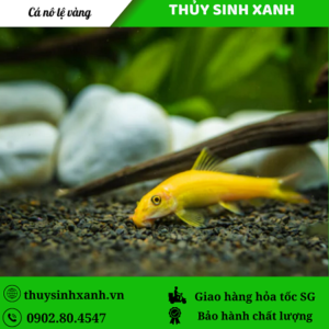 ca no le vang