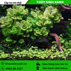 cây rau má thủy sinh