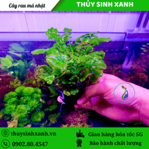 cây rau má nhật thủy sinh