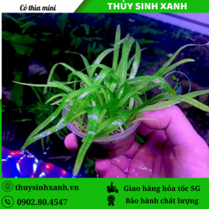 co thia mini