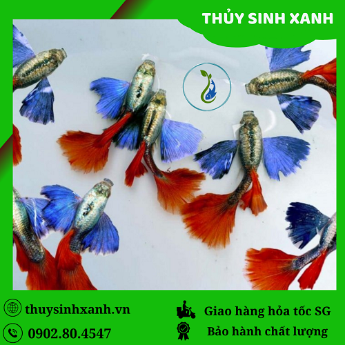 bảy màu dumbo tai voi