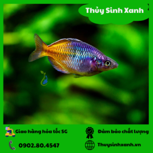 ca my nhan