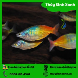 ca cau vong thach my nhan