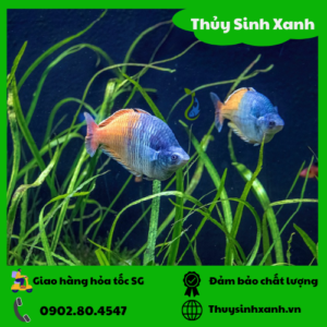 thach my nhan