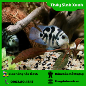 ca ket panda sinh san