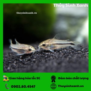 ca chuot pygmy