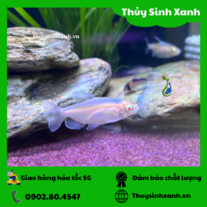 ca congo albino