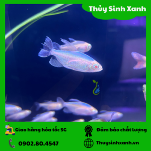 congo albino