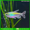 cá congo tetra
