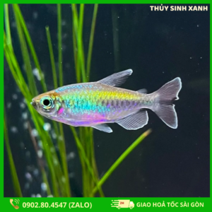cá congo tetra