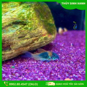 ca chuuot venezuela thuy sinh