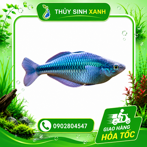 ca-cau-vong-xanh-indo cá cầu vồng xanh indo