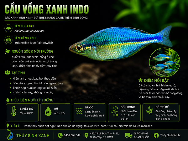 cau-vong-xanh-1