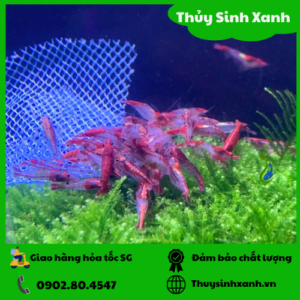 tép rili đỏ