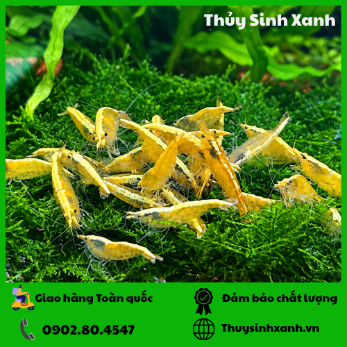 tep-vang-soc-thai tep-vang-soc-thai